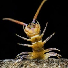 The Sound Of A Centipede