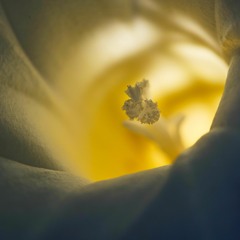 Reach - Eckul Ft.La Marée