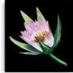 Gamble - Cry (Enter The Lotus)RDLM