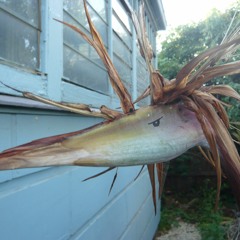 Hands in Pockets 2010