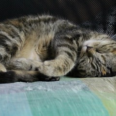 นอนคนเดียว กินคนเดียว ดูทีวีคนเดียว (Cover)