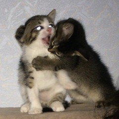 ŜĆŘΣΔΜ ΔΝĐ ŜΉØΩТ