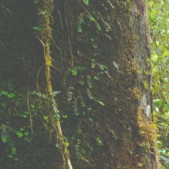 taiga