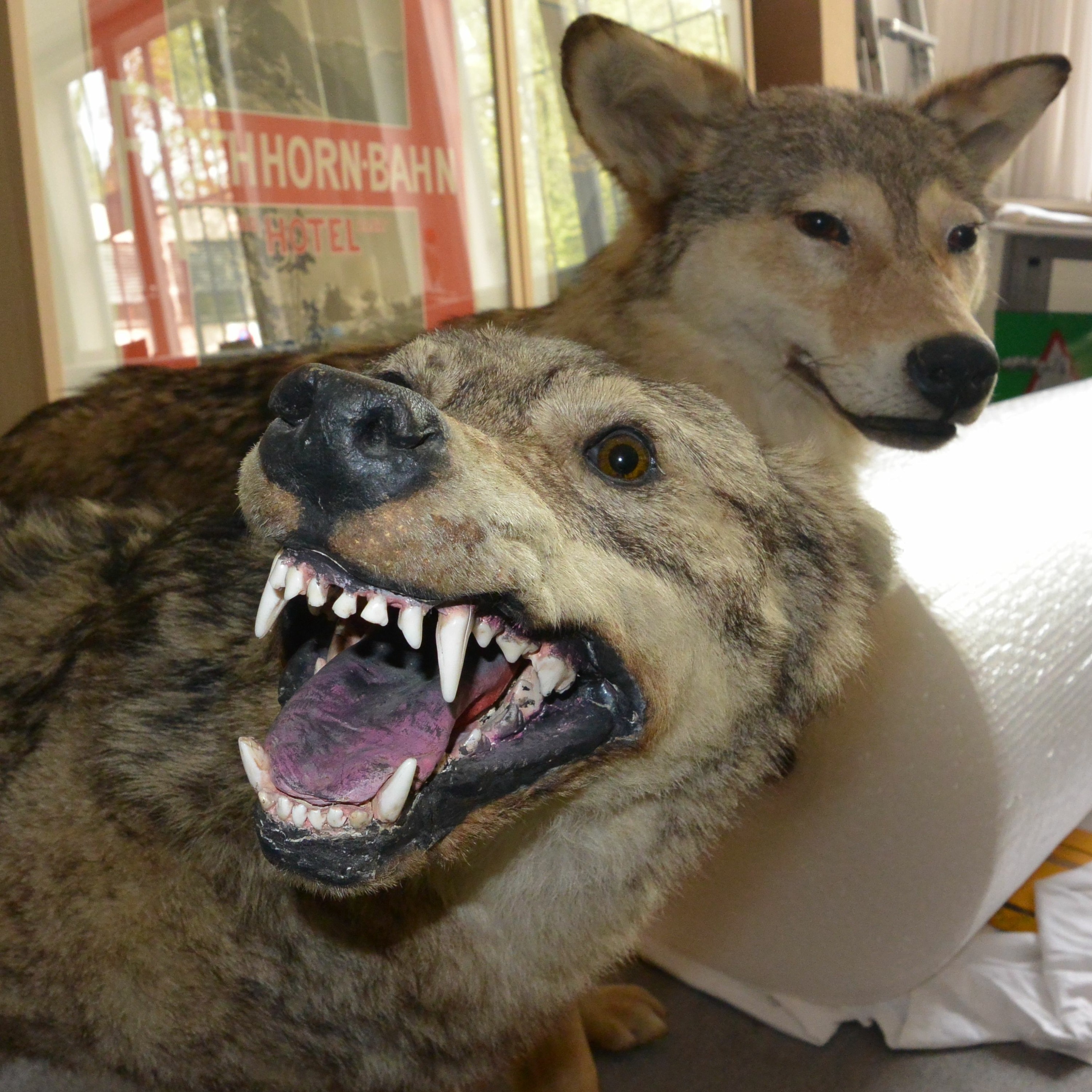 Der Wolf ist da... im Alpinen Museum episode artwork