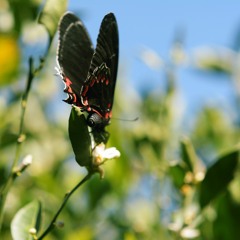 Tesoro Del Cielo