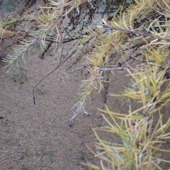 Neutral aura (instrumental)