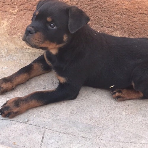 110 Bpm ] Dj BlacK Wolf - مطنش - زين العراقي