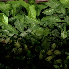 Linh Hà - Petrichor