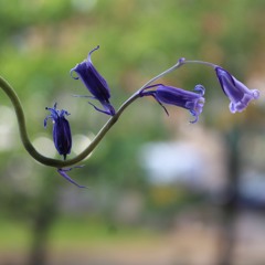 Bluebell