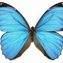 Jayline - Butterfly dance