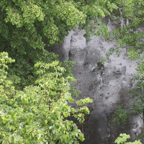 Birds In April Fog [Ribs Demo]