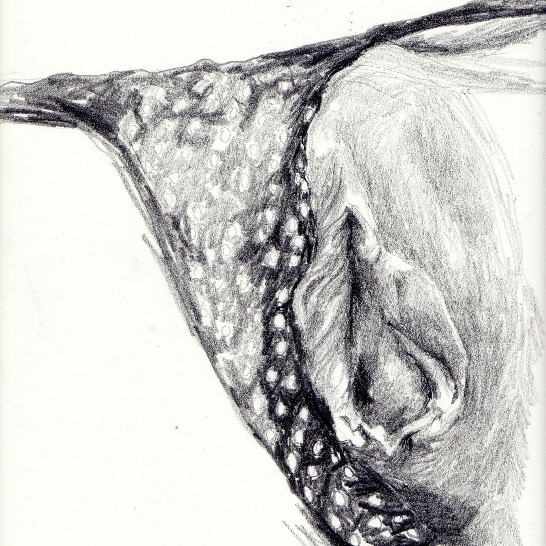 Stream To draw a penis by Henna Timanttimetsä | Listen online for free on  SoundCloud