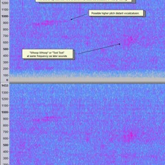 High Vocal Plus Whoop Whoop Sounds Repeated 6 Times