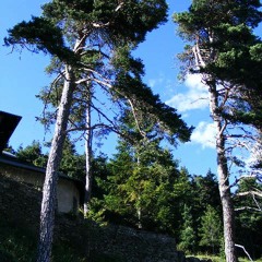 SONATE BONSAI ALLEGRETTO PER CHITARRA