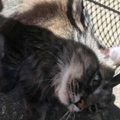 lowlife - that poppy cover