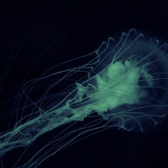 02 - Amoeba
