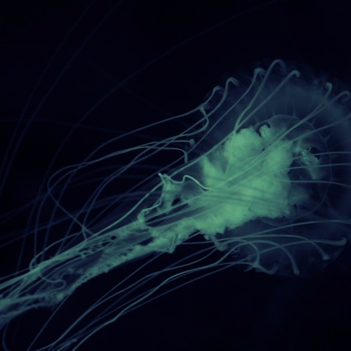 02 - Amoeba