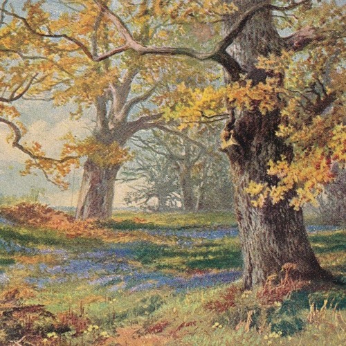 Sherwood Forest - Sylvain Guinet