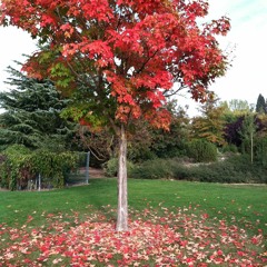 Pachamama I am coming home