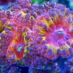 Blastamuza