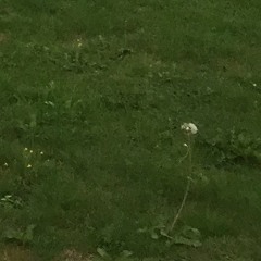 Cultivateur Moderne- De Pierpoljak- By Dan's bar & Pacdell