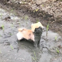 Otra vez vale verga todo bien cabrón