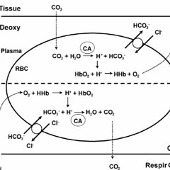 Carbonic Anhydrase (prod. By AAA)
