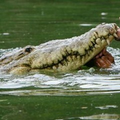 Eat yo ass up like a sea monster 2017 fire