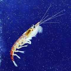 Bruno Mars - Chunky (Chunky Krill's Jersey Club Bootleg)