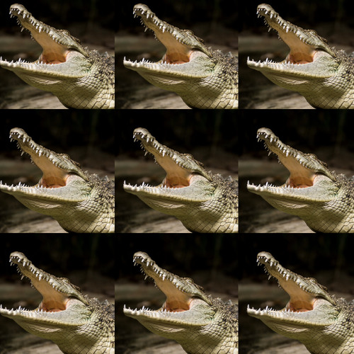 The Crocodile's Song