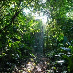 Tropical Jungle 22 May 2017