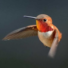 Hummingbird -2nd alternative with Irish whistle and mandolin