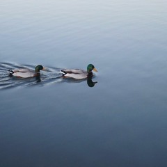 DJ Ashtray - Minimal Mallardical Monday (FREE DL)