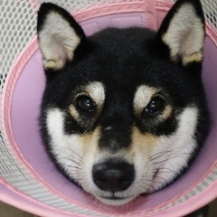 j^p^n - bloom was p cool so i kinda made a small remake