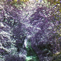 Lucid Ambience
