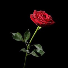 Menumas - Euphoric Universe.