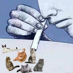 Cat Cocaine