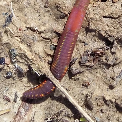 Hardmonique (Marascia & Frank Deka) - Vortango