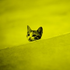 Summer Mix 2017 [ PROGRESSIVE TECH TRANCE ] Free Download