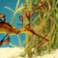 Seahorse