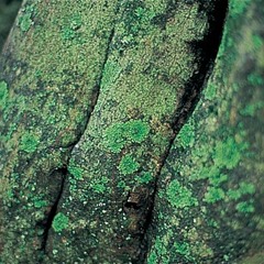 福の泉、島にて