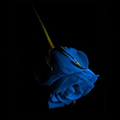 BLUEROSE (mix by prime.)