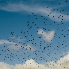 Cién Pájaros Libres