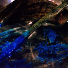 bring out the coffin, let the mourners come