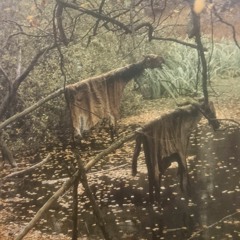 I N R E  F R I D - O F F E R K Ä R R E T