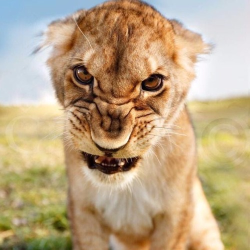 Paradox Cymon X Keyz By Cymon