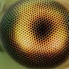 Metal Jeff:  wannabe (aspires to sound like something else)