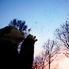 Seals, Owls & Letting Go of Destructive Relationships