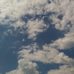 bray
