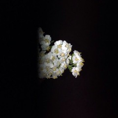 ᴛᴏɴɪɢʜᴛ - sɪʙʏʟ ʙᴀɪᴇʀ(cover w/ chris snow)